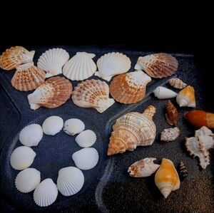 29 Assorted Seashells Ya Got A Strombus murex-scallop shells-a Striped fox conch